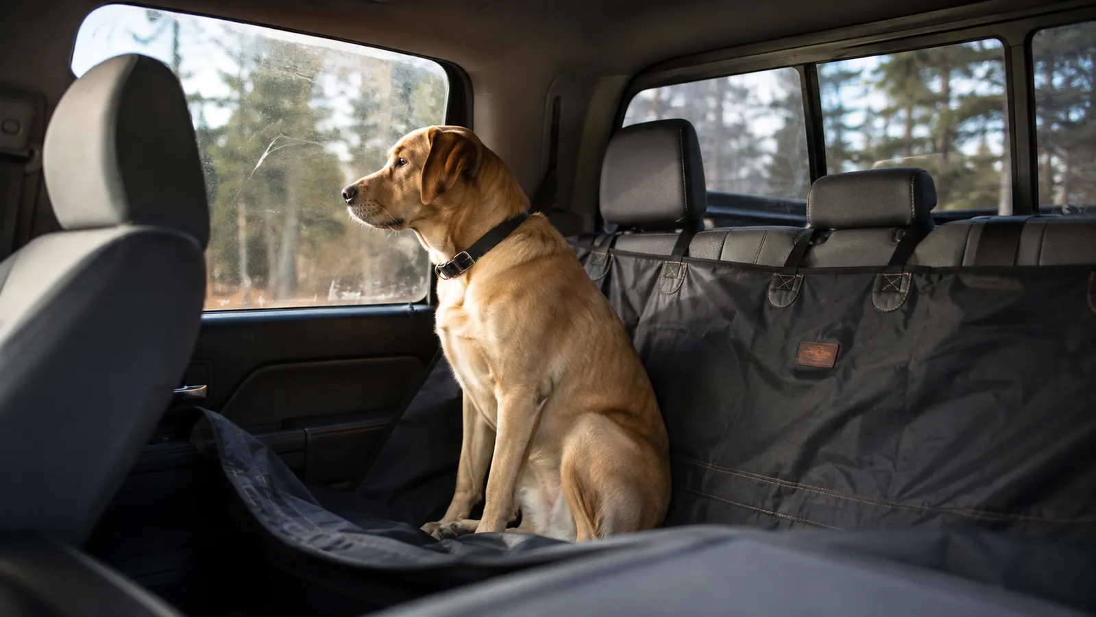 A large dog sitting on a hammock-style seat cover in the back seat of a pickup truck