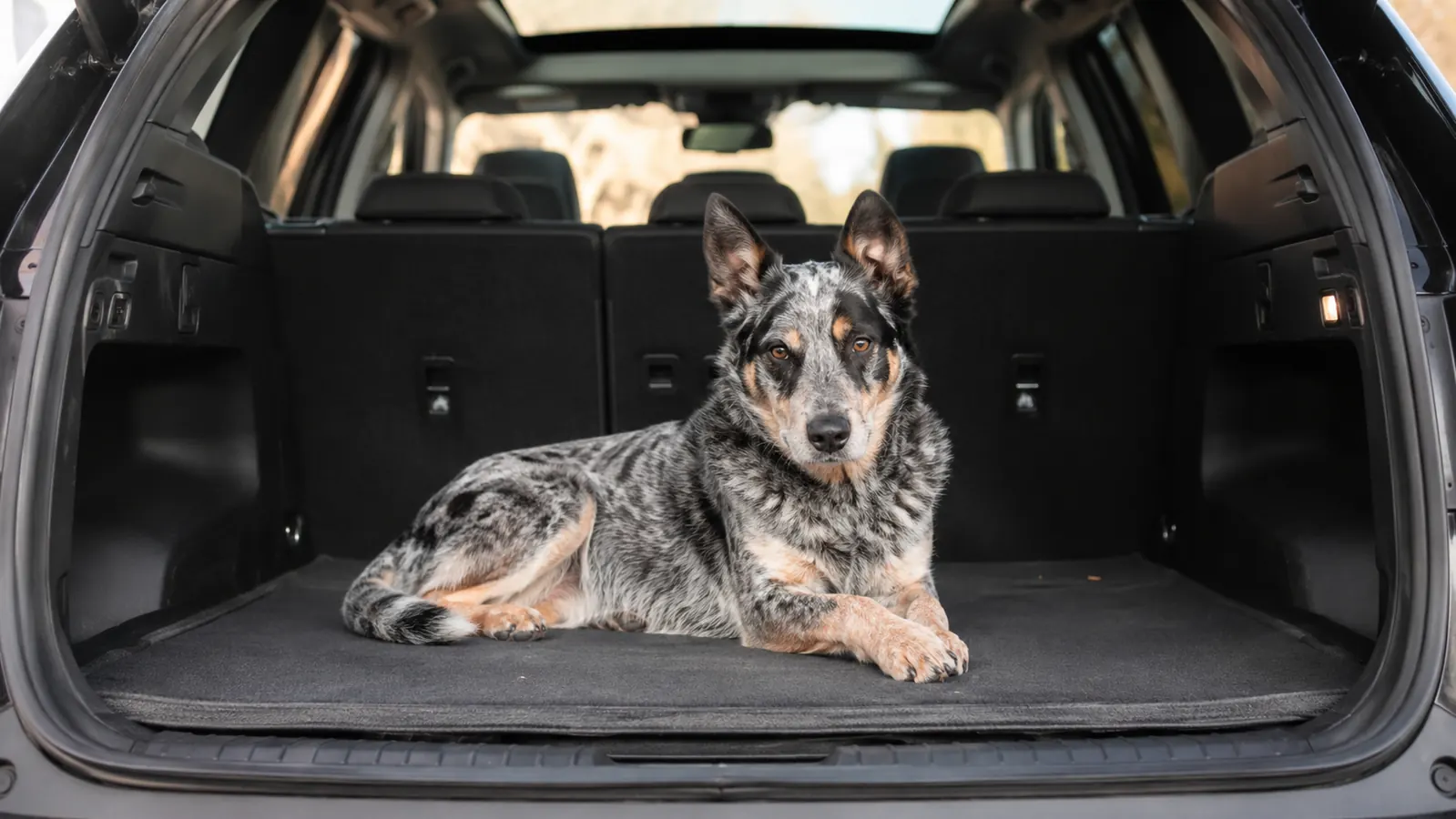 A large dog sitting in the cargo area of a pickup truck on a protective liner