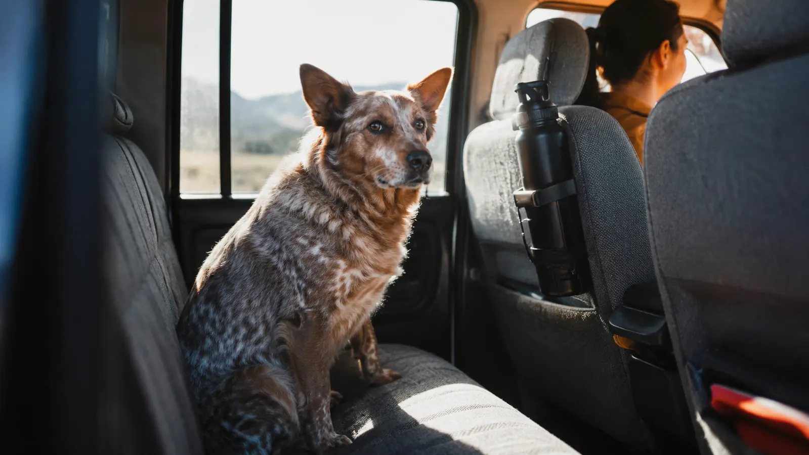 a large dog sitting on the back seat of a pickup truck with a travel water bottle on the seat